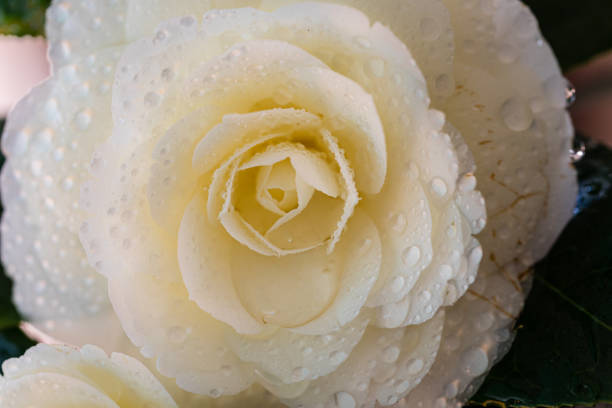 White camellia flowers blooming in a hedge