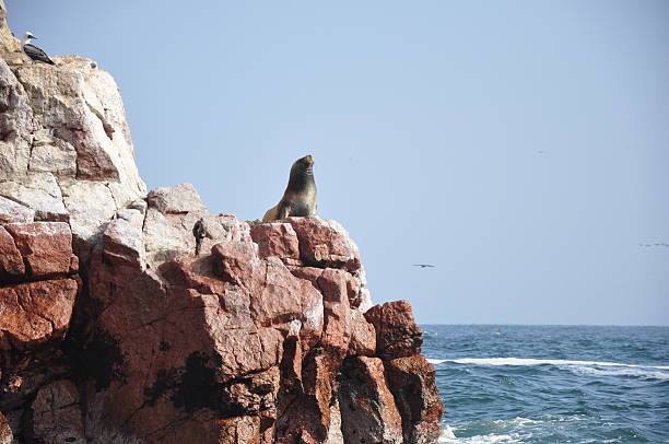 istock Sea Lion on Crossbow Islands 146813295