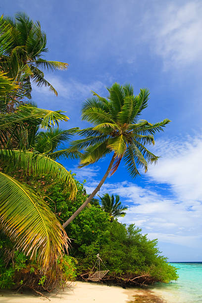 istock Tropical Paradise at Maldives 146813340