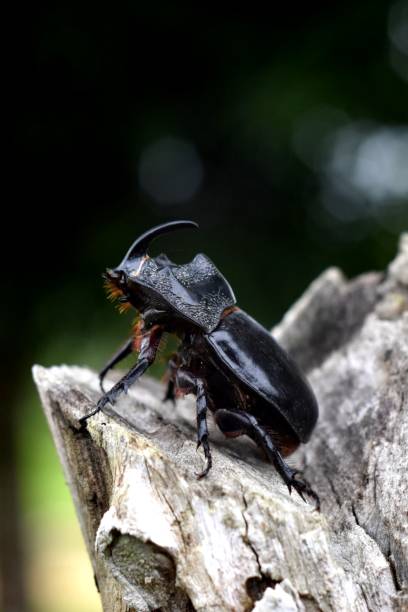 istock Asiatic Rhinoceros Beetle 1468135701