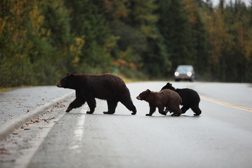 A mother black bear and two clubs crossing the highway in Juneau Alaska with approaching vehicle in the distant background.