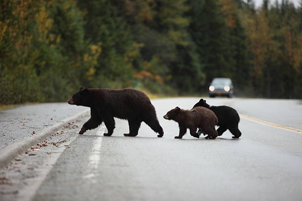 Black bear with Cubs crossing the road A mother black bear and two clubs crossing the highway in Juneau Alaska with approaching vehicle in the distant background. southeastern alaska stock pictures, royalty-free photos & images