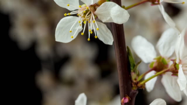 Wild plum flower blooming in a horisontal format time lapse against black background.  Wild plum flower blossom in spring time zoom out.