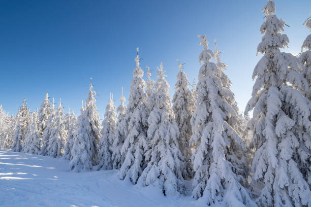 istock Winter spruce trees with sun rays. Trees covered in deep snow. 1468137949