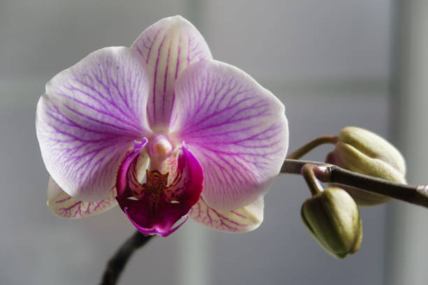 istock Purple orchid flower phalaenopsis 1468138840