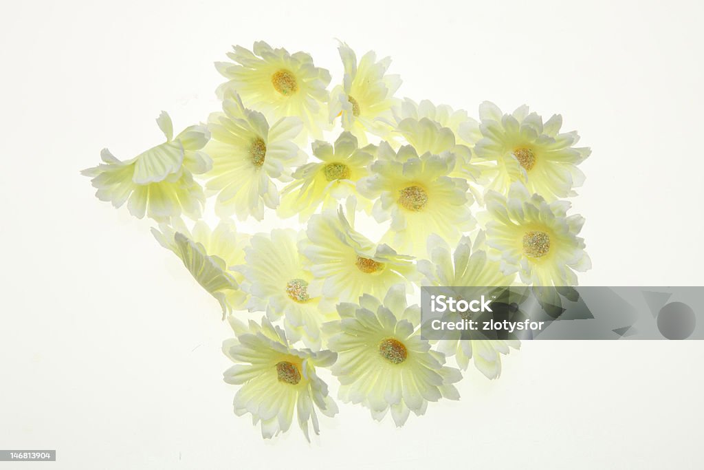 Camomile White camomile flowers Chamomile Stock Photo