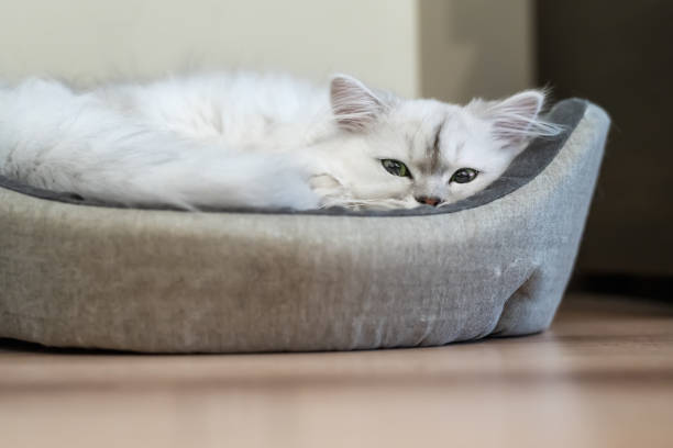 istock Chinchilla cat with a silver shade lying huddled in a cat bed 1468140207