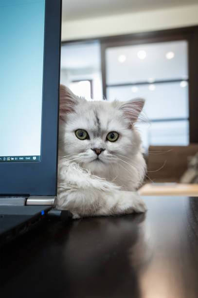 istock White persian chinchilla cat lying on a table  near computer 1468140436