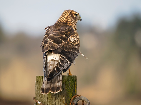 Golden eagle / Aquila chrysaetos. Chyornye Zemli (Black Lands) Nature Reserve,  Kalmykia region, Russia