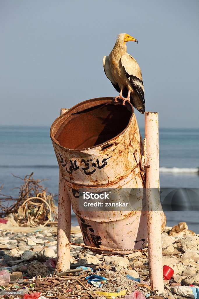 Vautour percnoptère sur déchets-bin - Photo de Mer libre de droits