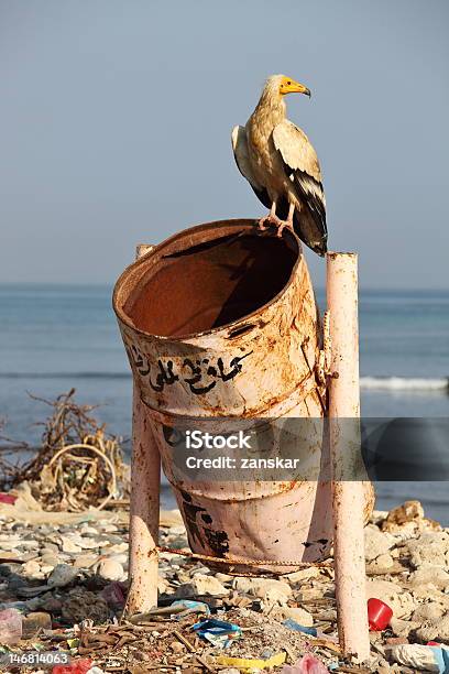 이집트대머리수리 On Rubbish수거통 바다에 대한 스톡 사진 및 기타 이미지 - 바다, 환경 오염, 0명