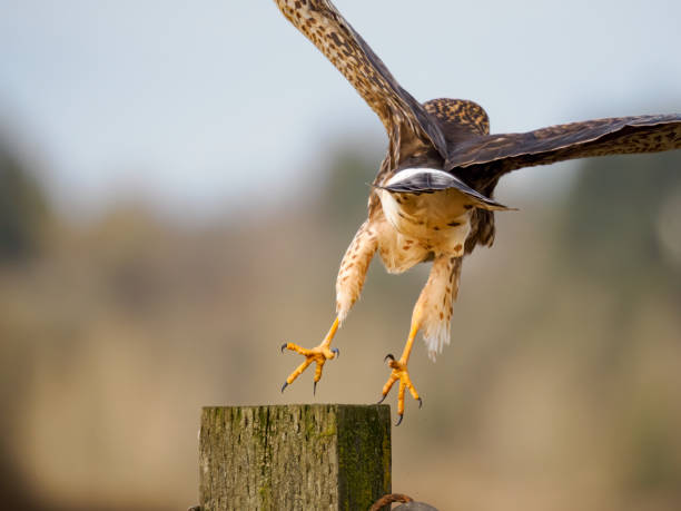 Northern Harrier (Circus hudsonius) Taking Fllight Pacific Northwest Northern Harrier (Circus hudsonius) starting to fly. Oregon State. Common in North America. Has copy space. talon stock pictures, royalty-free photos & images