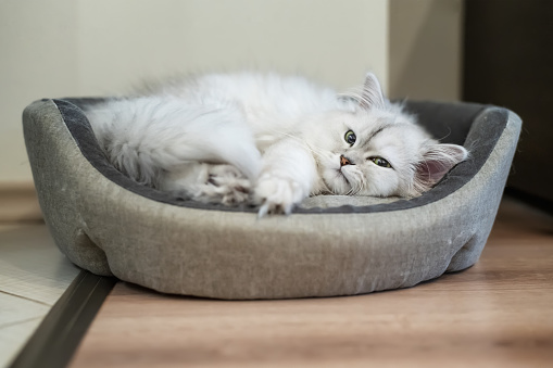 Persian chinchilla cat with a silver shade, fluffy long hair with green eyes, lying huddled in a cat bed