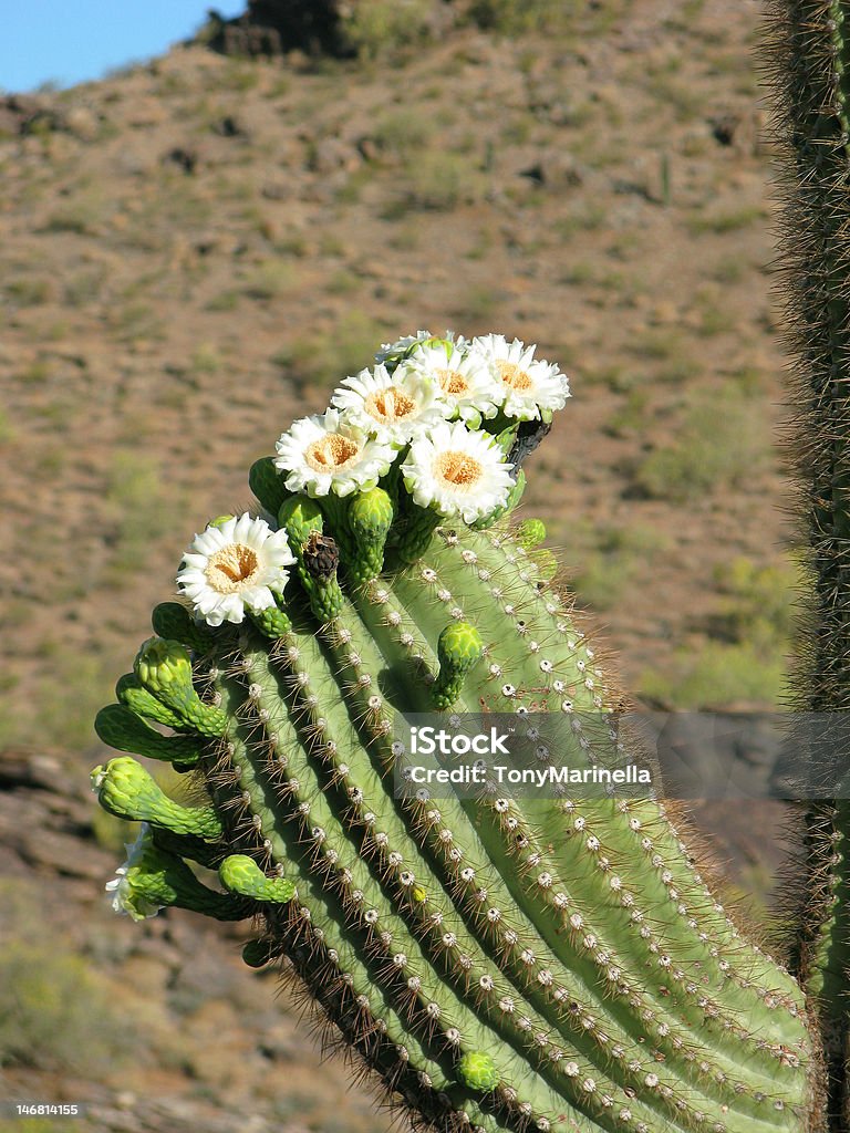 Fiori di Saguaro - Foto stock royalty-free di Ambientazione esterna