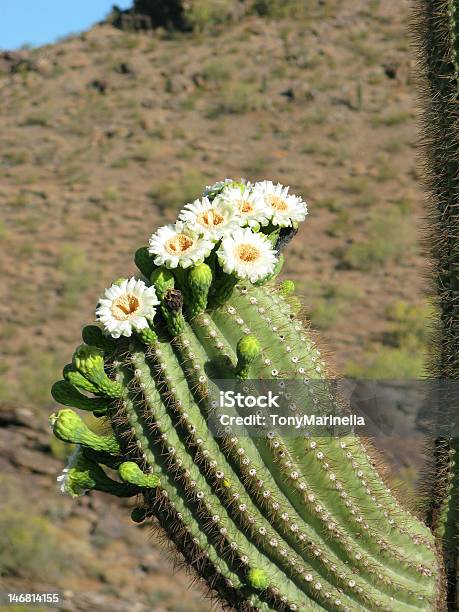 Fiori Di Saguaro - Fotografie stock e altre immagini di Ambientazione esterna - Ambientazione esterna, Area selvatica, Arizona