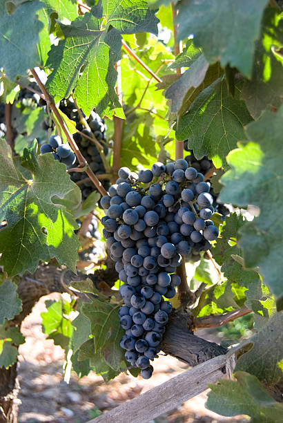 Grapes on the vine stock photo