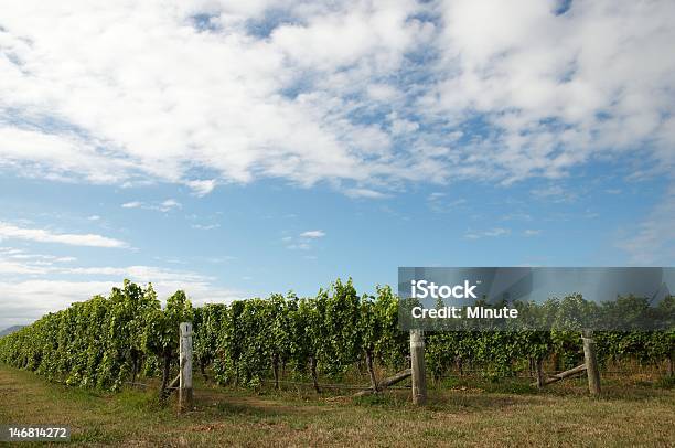 Reihen Von Reben Auf Einen Sommer Tag Stockfoto und mehr Bilder von Aufnahme von unten - Aufnahme von unten, Weinberg, Blau