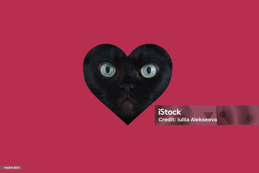 Portrait of a cat in the shape of a heart.Red background. Portrait of a black cat in the shape of a heart.Red background. Animal Stock Photo