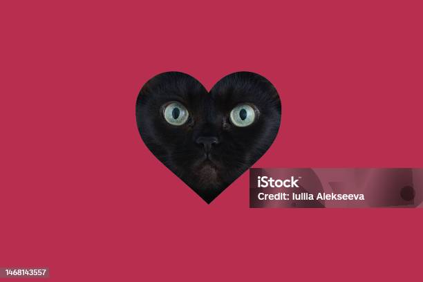 Portrait Of A Cat In The Shape Of A Heartred Background Stock Photo - Download Image Now