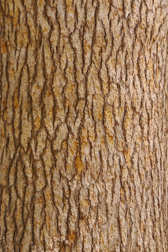 Black and white oloseup old Bottlebrush tree bark, abstract background with copy space, full frame horizontal composition