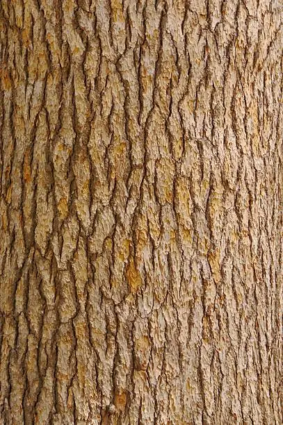 Photo of Pine tree bark texture