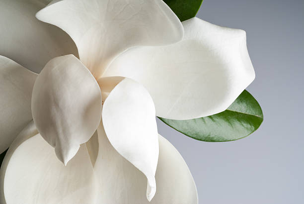 flowered magnolia stock photo