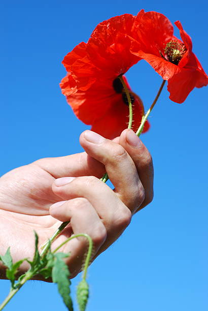 istock poppies in the hand 146814594