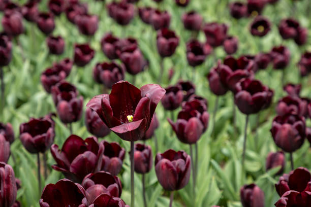 tulips