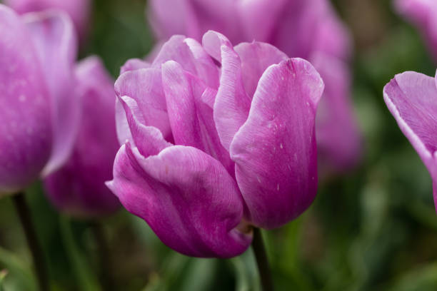 istock Tulipa Shirley flower grown in a garden 1468147743