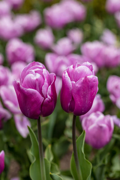 istock Tulipa Shirley flower grown in a garden 1468147903