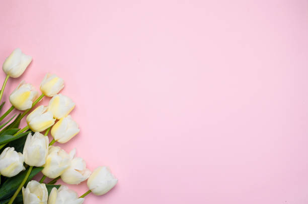 istock White tulips on a pink paper background with space for a copy. 1468149017