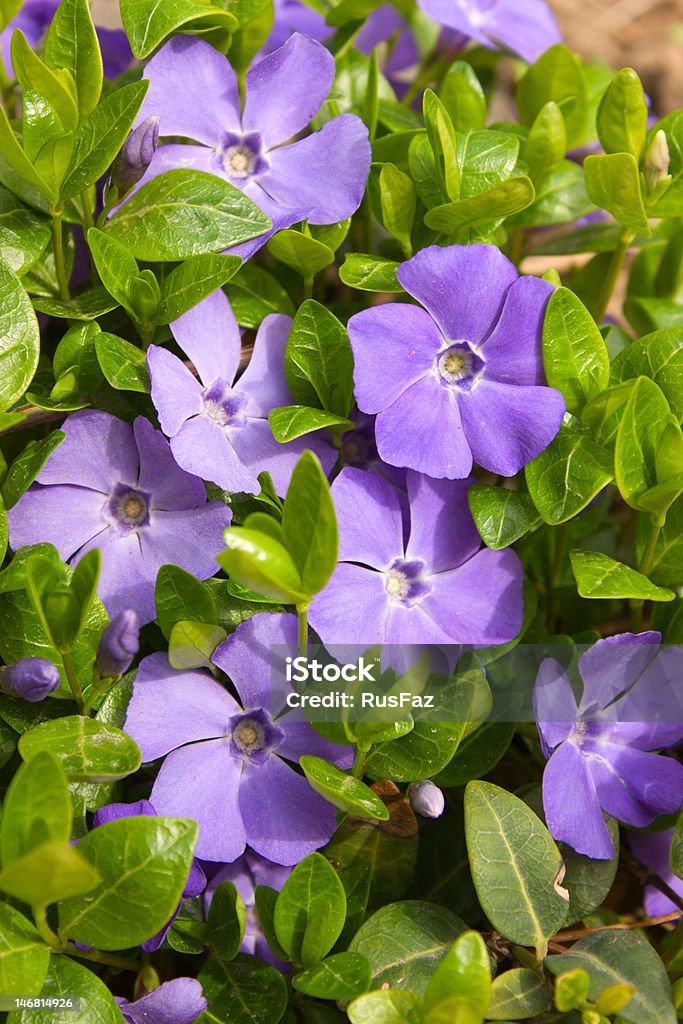 Vinca major violet flowers with green leaves (Vinca major) Backgrounds Stock Photo