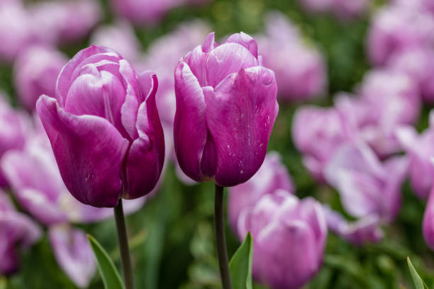 Tulipa Shirley flower grown in a garden