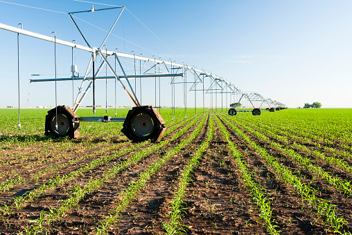 a center pivot irrigation system in a corn field