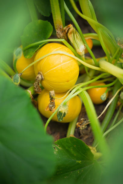 istock Summer on the farm with tomatoes, pumpkin and berries 1468151574