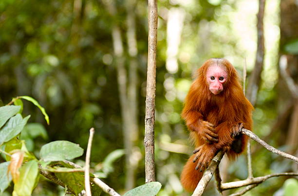 istock Uakaris Red Face Monkey in Iquitos Peru 146815181