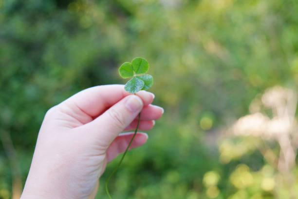 istock Four-leaf clover in hand for good luck closeup 1468152293