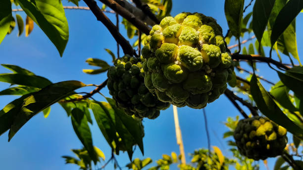 istock Fresh Organic Srikaya Fruit 1468152728