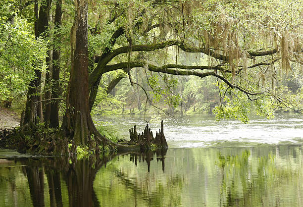 bald cypress en surplomb de la rivière - marécage photos et images de collection