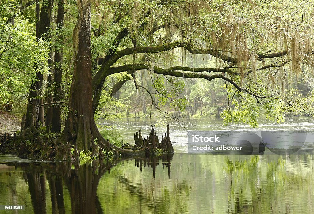 Bald Cypress Overhanging the River A Large Bald Cypress overhanging the Santa Fe River in Florida Swamp Stock Photo