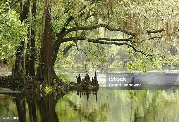 Bald Cypress Overhanging The River Stock Photo - Download Image Now - Swamp, Florida - US State, Tree