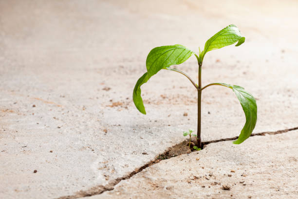 istock Young plants growing in a crack on a concrete footpath. Conquering adversity concept. 1468152903