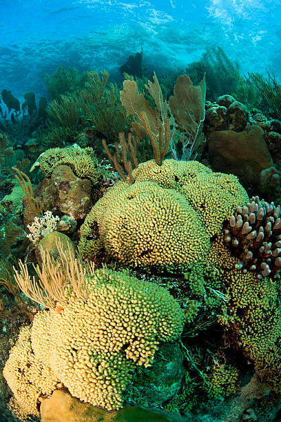 istock Common Sea Fan and other corals 146815306