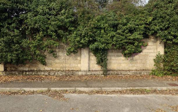 istock Weathered old cinder block wall half covered from creeper plant. Concrete sidewalk with fallen leaves and street in front. 1468153098