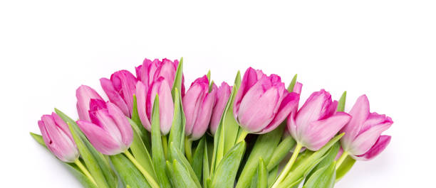 istock Fresh pink tulip flowers 1468153316