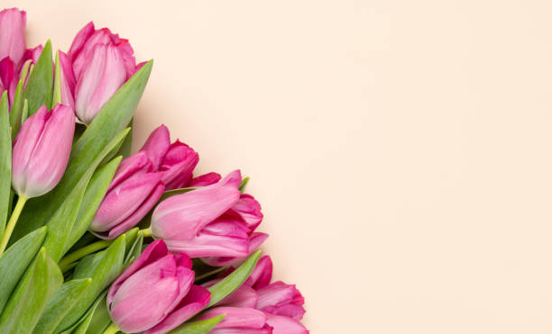istock Pink tulip flowers 1468153430
