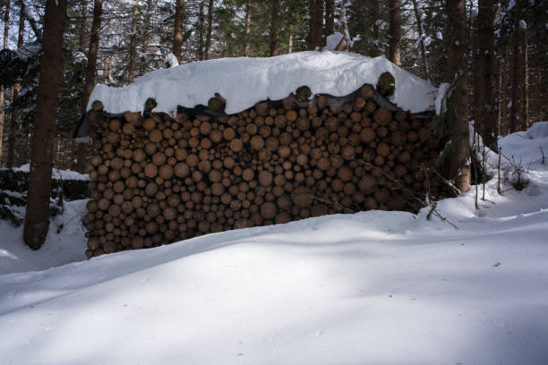 wood stacked in the snow