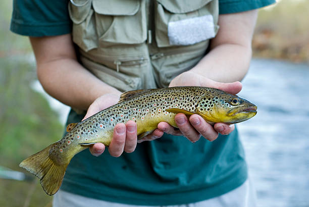 istock Fly fisherman caught a fresh trout 146815459