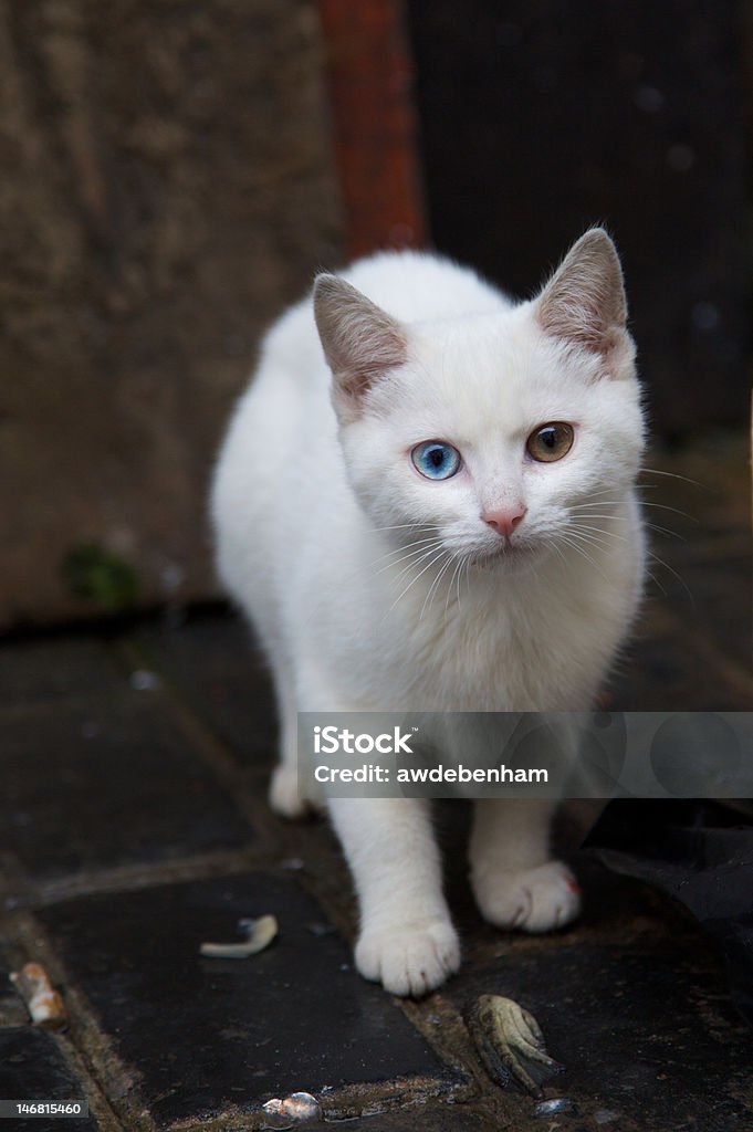 Yeux de chat - Photo de Animal errant libre de droits