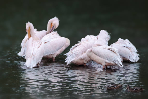istock Pink-backed pelican birds on rippled water 1468155224